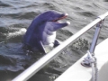Dolphin01s