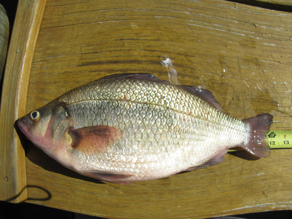 White Perch Are Back by Dave Spendiff Village Harbour Fishing Club
