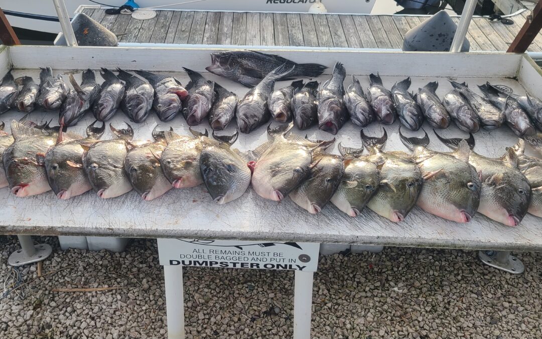 Catching Sea Bass and Pulling Triggers!